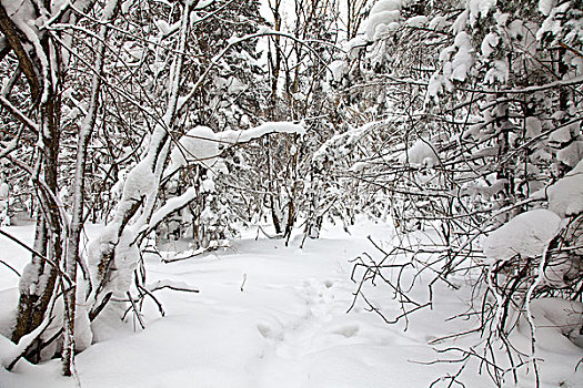 林海雪原,森林,白雪,吉林,延边