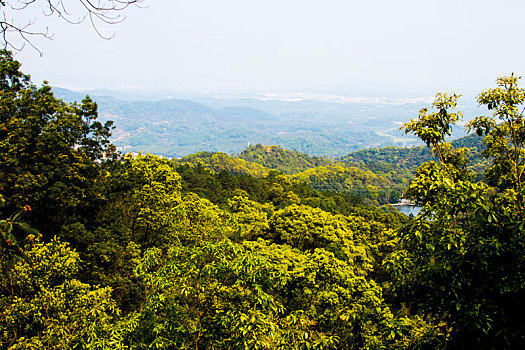 广州三月阳光明媚,春天帽峰山公园,踏青,春游