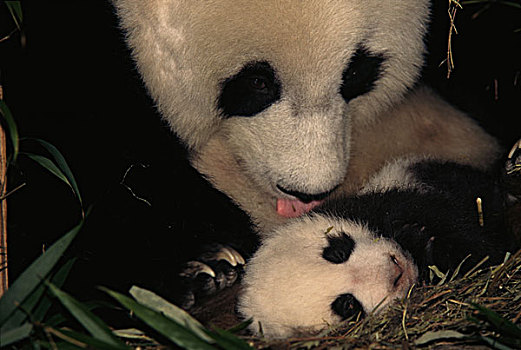 熊猫,幼兽,窝,卧龙,四川,中国