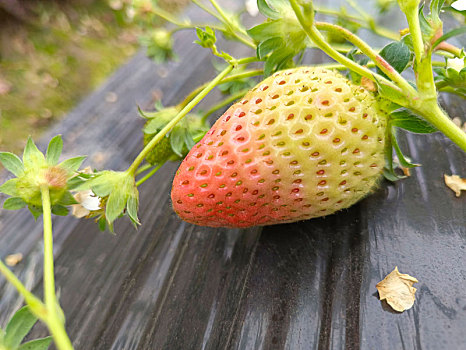 白草莓,草莓采摘