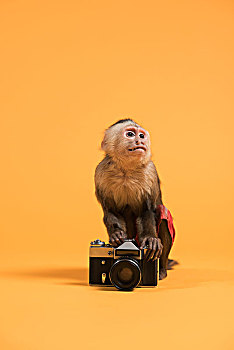 猴子,复古,旧式,相机,黄色背景