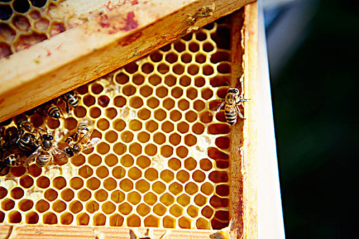 多,蜜蜂,木框,蜂窝,建筑