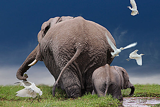 非洲,灌木,大象,非洲象,成年,幼小,后视图,沼泽,安伯塞利国家公园,肯尼亚,东非
