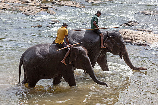 看象人,乘,亚洲象,象属,河,大象孤儿院,中央省,斯里兰卡,亚洲