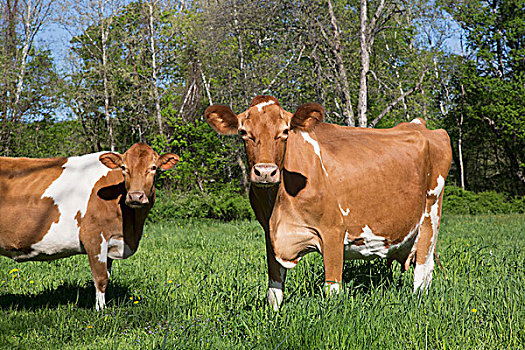 格恩西岛,母牛,放牧,春天,草场,康涅狄格,美国