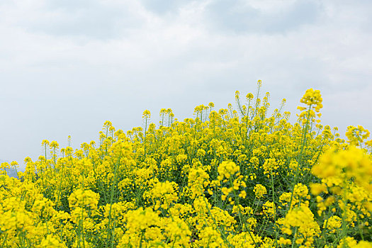 油菜花