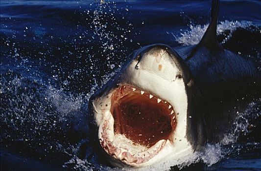 大白鲨,沙鲨属,攻击,张嘴,水,岛屿,澳洲南部