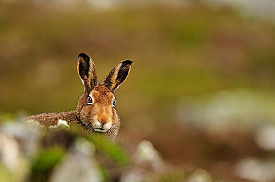 兔类动物图片