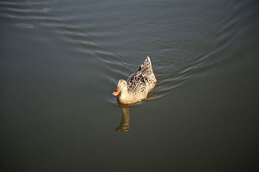鸭子游泳