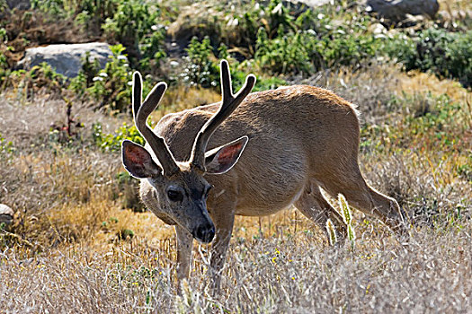 长耳鹿,骡鹿,公鹿,圆石滩,加利福尼亚,美国