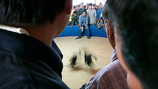 公鸡,争斗,泰国,一月,2007年