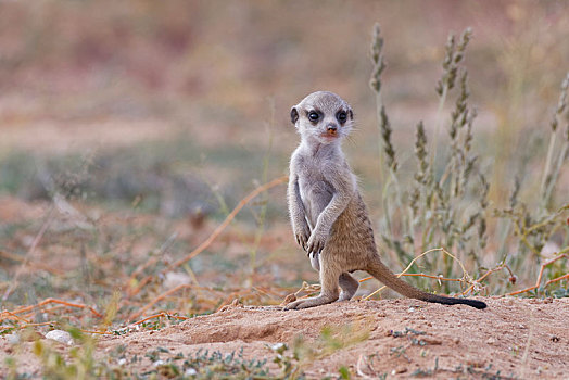 猫鼬,细尾獴属,幼兽,雄性,向外看,巢穴,警惕,卡拉哈迪大羚羊国家公园,北开普,南非,非洲