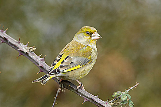 金翅雀,成年,雄性,栖息,荆棘,灌木篱墙,沃里克郡,英格兰,英国,欧洲