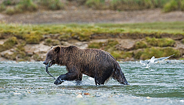 阿拉斯加,卡特迈国家公园,沿岸,棕熊,新鲜,抓住,三文鱼