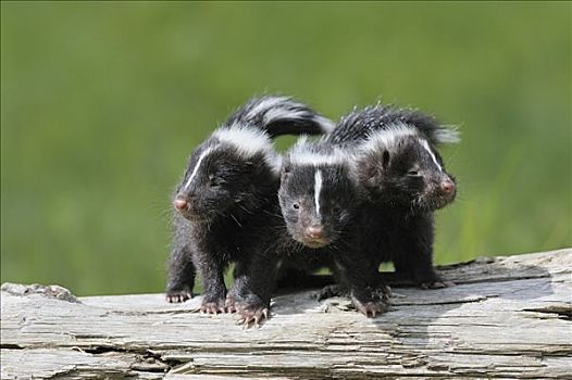 条纹臭鼬,小动物,明尼苏达,美国