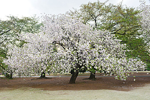 日本东京上野公园樱花