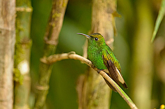 翠绿色,栖息,枝条,阿拉胡埃拉,省,哥斯达黎加,北美