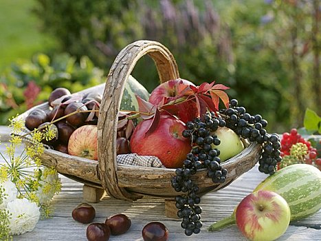 秋天,农产品,苹果,葡萄,栗子,茴香,观赏葫芦