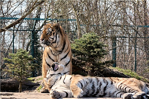 虎,动物园