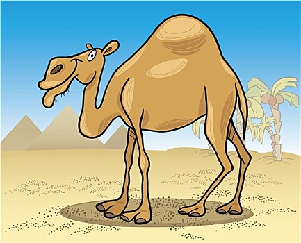单峰骆驼,沙漠