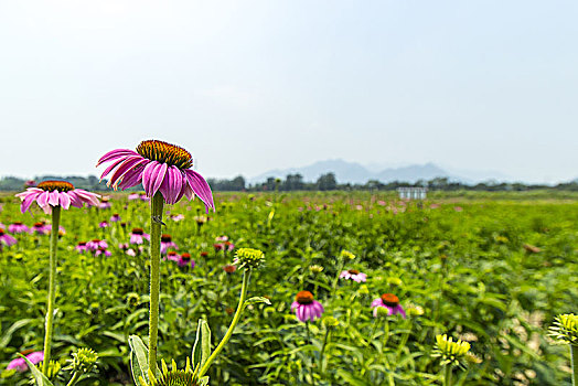 花丛