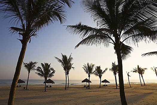 棕榈树,海滩,惠安,越南
