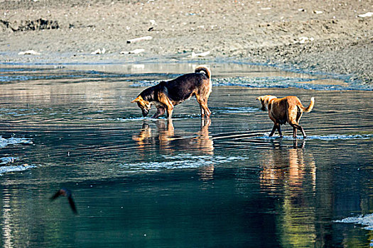 孟加拉国,旱季河中捕食的狗