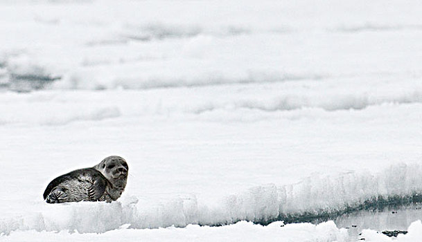 海豹,幼仔,边缘,加拿大