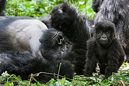 山地大猩猩,大猩猩,一个,一半,幼仔,银背大猩猩,国家,卢旺达