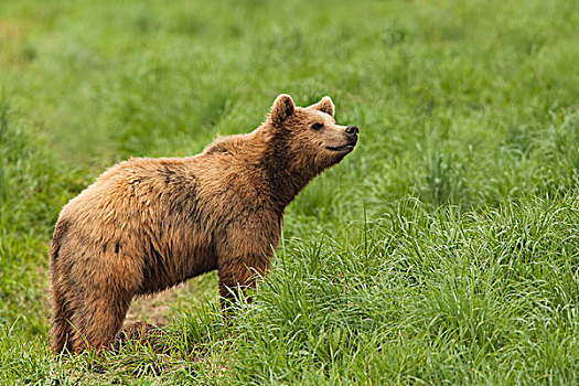 棕熊,熊,德国