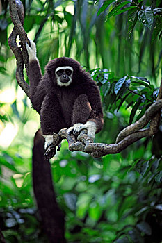 长臂猿,成年,树,亚洲
