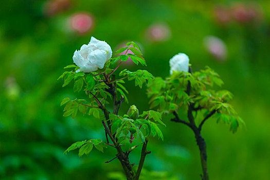 垫江牡丹花