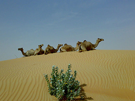 骆驼,沙滩