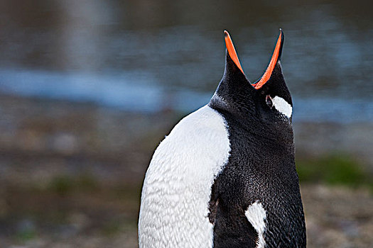 巴布亚企鹅,南乔治亚,南极