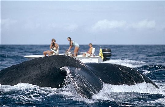 驼背鲸,大翅鲸属,鲸鱼,尾部,帆船,背景,夏威夷