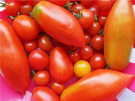 西红柿,蔬菜