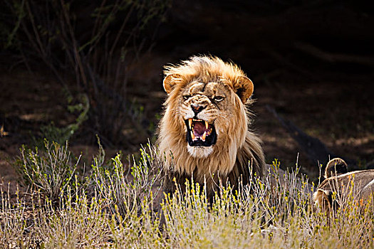 非洲狮,狮子,狰狞,卡拉哈迪大羚羊国家公园,南非