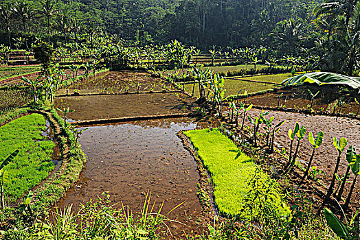 印度尼西亚,爪哇,稻田