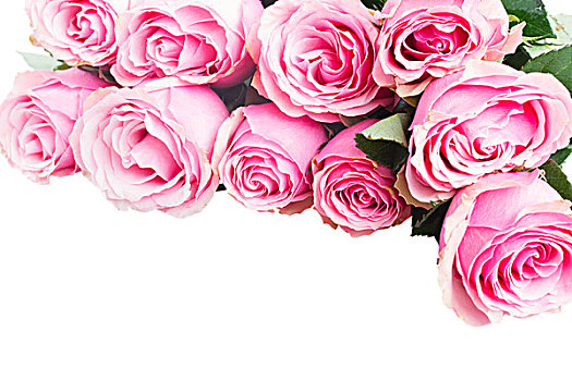 粉色,玫瑰,边界,清新,芽,隔绝,白色背景,背景