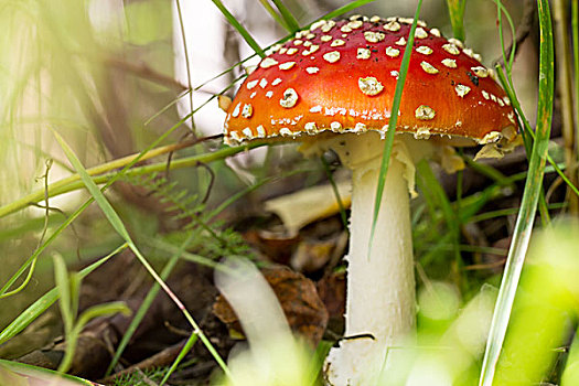 伞形毒菌,蘑菇