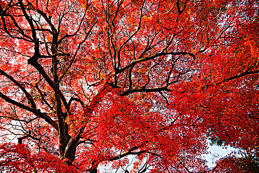 树,红色,橙叶