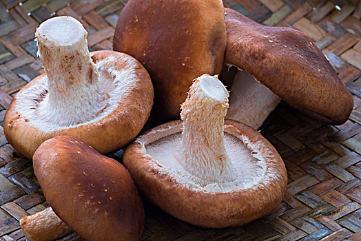 菌菇类图片_菌菇类图片大全_菌菇类图片素材