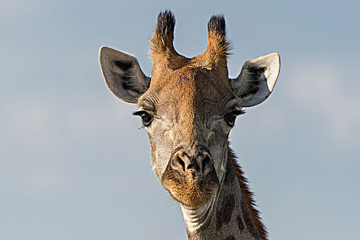 长颈鹿,国家公园,地区,博茨瓦纳,非洲