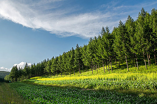 森林,植被,水土保持,防风带,环境保护