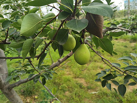 新疆香梨