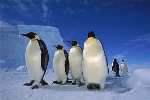 帝企鹅,群,靠近,冰架,威德尔海,南极
