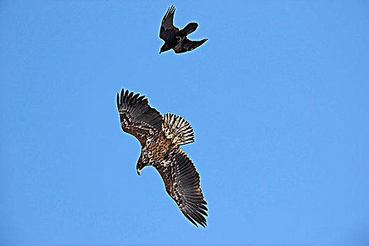 白尾鹰,大乌鸦,挪威