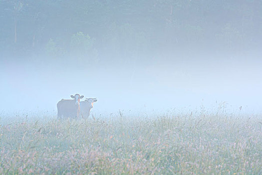 母牛,地点,费施兰德-达斯-茨因斯特,梅克伦堡前波莫瑞州,德国