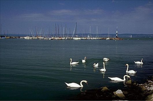 天鹅,鸟,船,巴拉顿湖,匈牙利,欧洲,欧盟新成员,动物