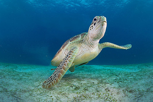绿海龟,布桑加,菲律宾,亚洲